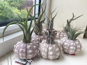 Airplant display with sea urchin shell - free 1st class postage