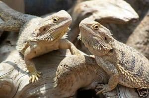Bearded Dragon / Iguana Seed Mix 50g - FREE POST
