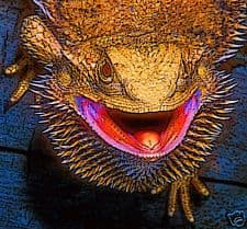 Bearded Dragon Seed Mix + 200g Calcium Carbonate