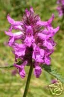 Betony 150 seeds - FREE POST