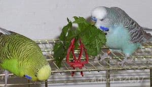 Bird / Budgie 2g 1000 Seeds - Grow your own FRESH food - FREE POST