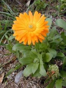 CALENDULA Pot Marigold 30 large seeds - FREE POST