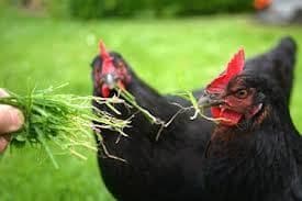 Chicken Scratcher Sward seeds 50g