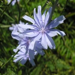Chicory 500g seeds - FREE POST