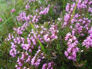 Common Heather 500 seeds - FREE POST