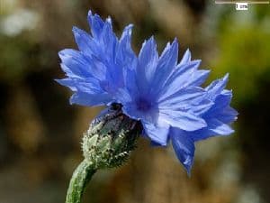 Cornflower 150 seeds - FREE POST