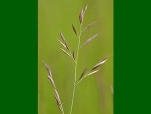 Creeping Red Fescue 500g - FREE POST