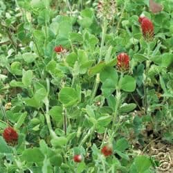 Crimson Clover 50g seeds - FREE POST