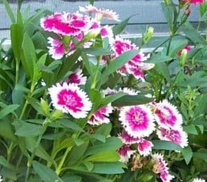 Dianthus (Sweet William, Carnation, Pink) 50 seed - FREE POST