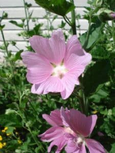 Dwarf Mallow 100 seeds - FREE POST