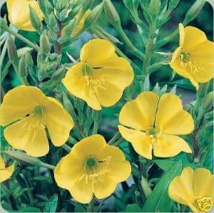 Evening Primrose 5000 seeds - FREE POST