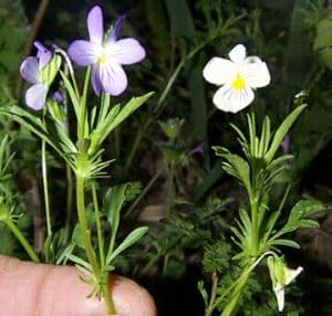Field Pansy 150 seeds - FREE POST