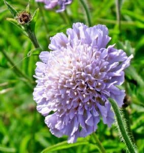 Field Scabious 100 seeds - FREE POST