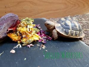 Flower Mix - FREE POST