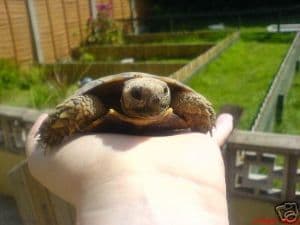 Tortoise Shell Rabbit Kits Full Tortoise Kit- CHOOSE YOUR OWN SUBSTRATE 20 packs of seeds Dried ...