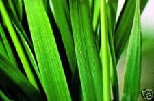 Grass Seed Mix 1KG - FREE POST
