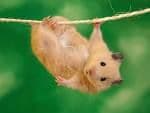 Hamster Seed Mix 1KG - FREE POST