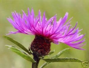 Knapweed 100 seeds - FREE POST