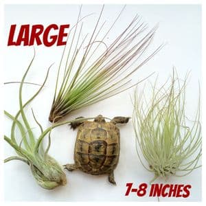 LARGE 7-8 inch 2x Shelled Warriors Air Plant FREE POST