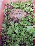 Luxury Tortoise Seed Mix 65 different Plants/Flowers 5g (7000) seeds - FREE POST