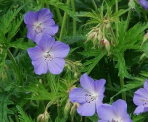 Meadow Cranesbill 15 seeds - FREE POST