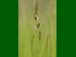 Meadow Fescue (Festuca pratensis) 10g - FREE POST
