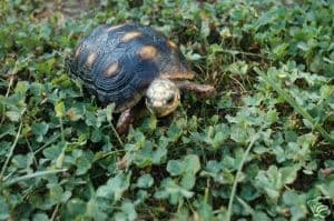 Mixed Clover Seeds 1KG - crimson, red, white and aslike - FREE POST