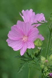 Musk Mallow 100 seeds - FREE POST