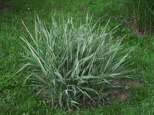 Ornamental Reed Canary Grass 50g (20000) seeds - FREE POST