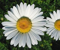 Oxeye Daisy 1000 seeds - FREE POST