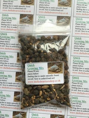 Quick Growing Tortoise Seed Mix 500g - FREE POST