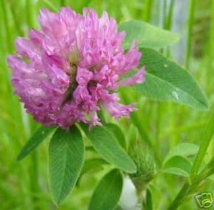 Red Clover 1KG seeds - FREE POST