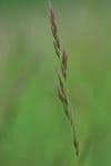 Red Fescue 10g - FREE POST