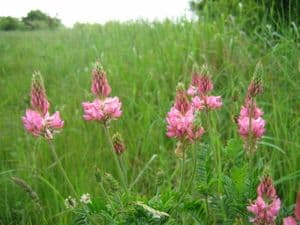 Sainfoin 1KG seeds - FREE POST