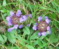 Self heal 500 seeds - FREE POST