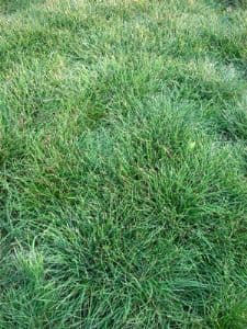 Sheep Fescue 10g - FREE POST