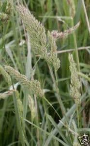 Sparta Cocksfoot 50g - FREE POST