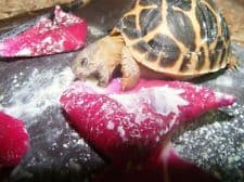 Spring / Summer mix 1KG - FREE POST