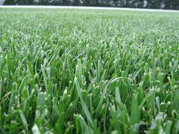 Tall Fescue 500g- FREE POST