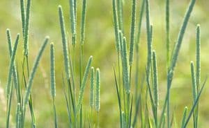 Timothy Grass 50g - FREE POST