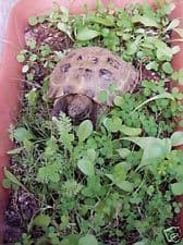 Tortoise Seed Mix + 200g Calcium Carbonate (1)