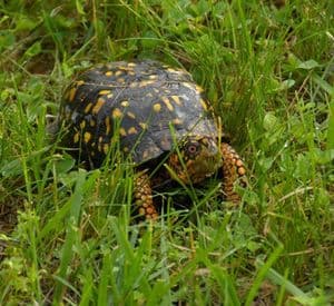 Turtle Seed Mix 10g