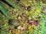 Ultimate Tortoise Bedding Kit1kg Readigrass 1kg Oystershell 1kg grass flower mix- FREE POST WORTH £8