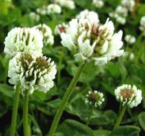 White Clover 1KG seeds - FREE POST