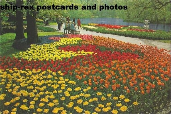 Dutch tulips (South Holland) postcard
