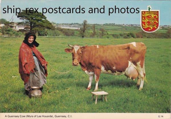 Guernsey Cow