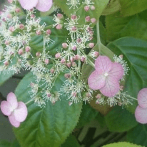 Hydrangea anomala subsp. glabra Crug Coral