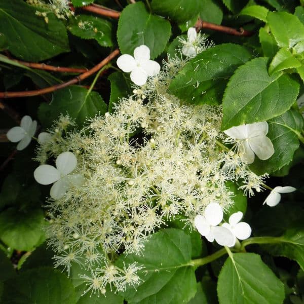 Hydrangea anomala subsp. petiolaris AGM