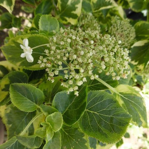 Hydrangea anomala subsp. petiolaris Miranda Large Specimen Plant