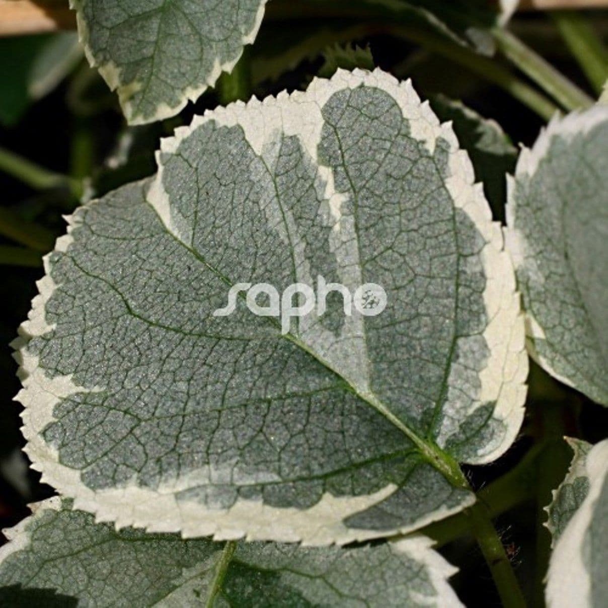 Hydrangea Anomala Subsp. ‚Petiolaris Silver Lining ‚ – GKAALN